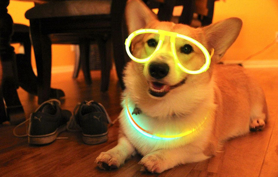 Are Glow Sticks Dangerous for Dogs?